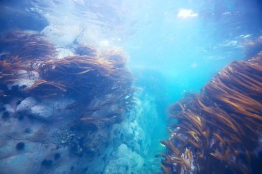 deniz altındaki güzel yosun 