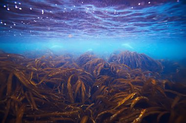 güzel laminaria deniz yosunu