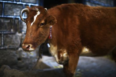 Zavallı çiftliğinde acıklı inek 