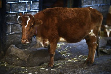 Zavallı çiftliğinde acıklı inek 