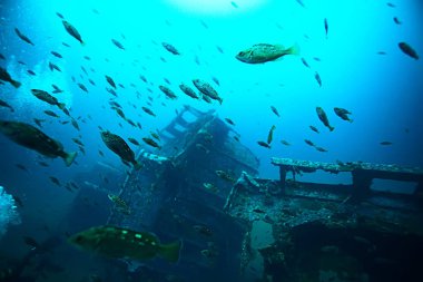 mavi deniz balık sürüsü