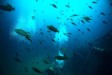 mavi deniz balık sürüsü