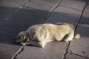 sevimli köpek sokak parke taşı üzerinde uyuyor 