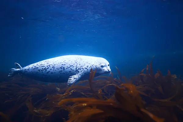 seal animal in sea water