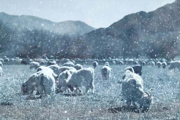 Rebanho Cabras Pastando Contra Bela Paisagem Montanhosa Tempo Nevado — Fotografia de Stock
