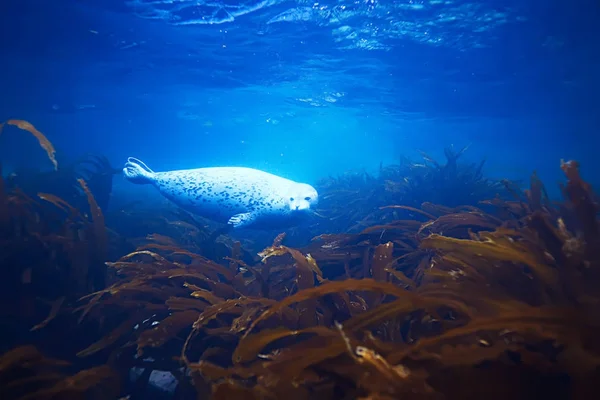 seal animal in sea water