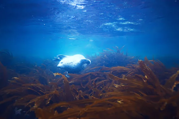 seal animal in sea water