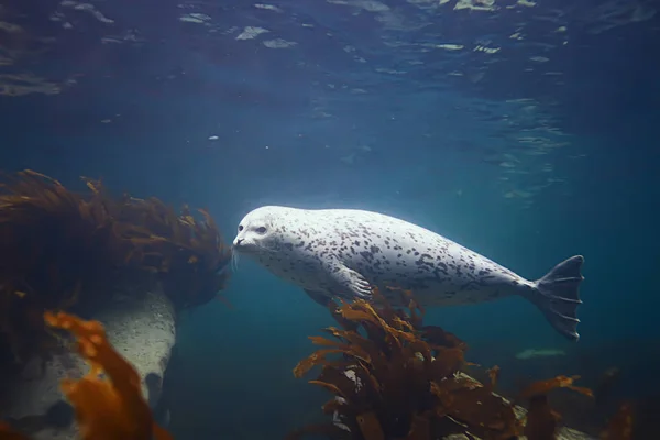 Zegel van dier in zeewater — Stockfoto