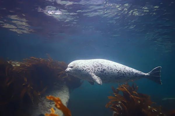 seal animal in sea water