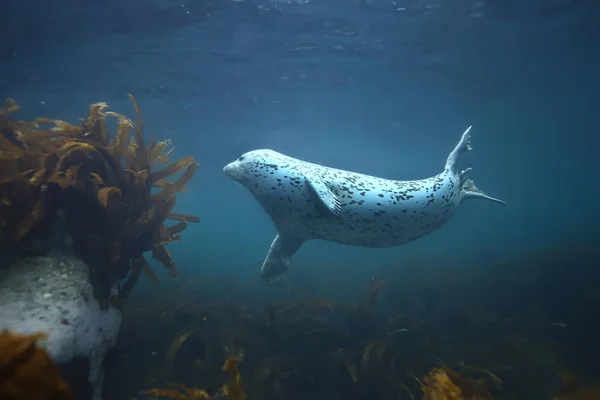 seal animal in sea water