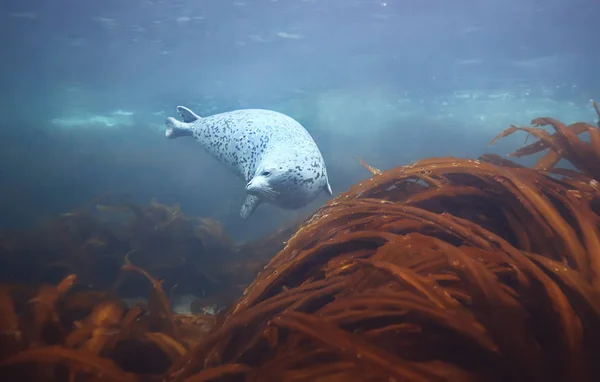 seal animal in sea water