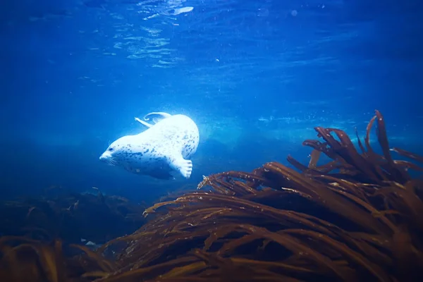 seal animal in sea water