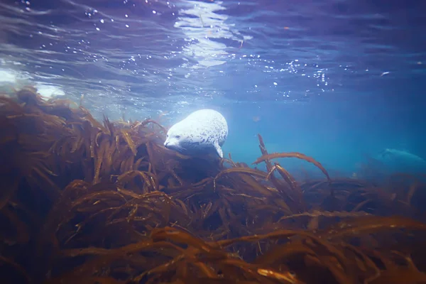 Тюлень у морській воді — стокове фото