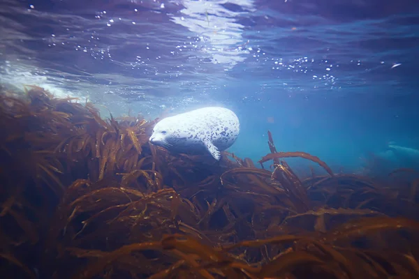 Zegel van dier in zeewater — Stockfoto