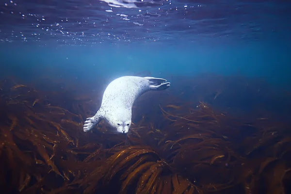 바다 물에 동물 인감 — 스톡 사진