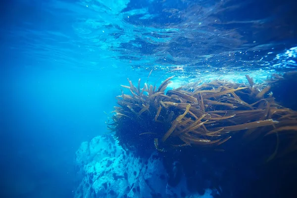 Όμορφη laminaria φύκια — Φωτογραφία Αρχείου