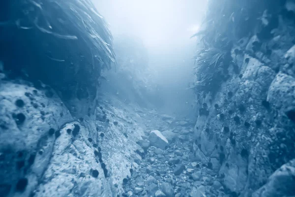 바다 밑에 아름 다운 조류 — 스톡 사진