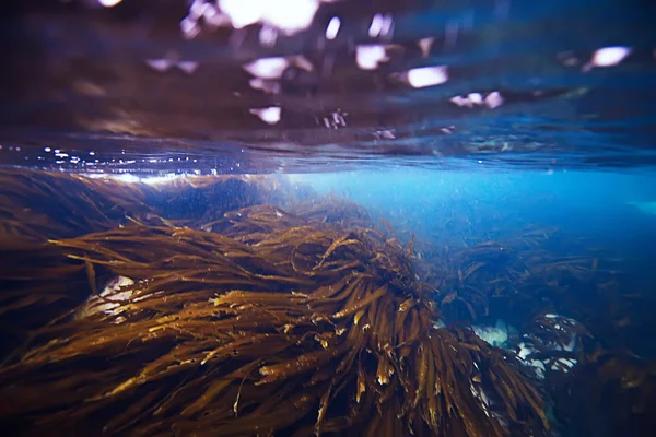 Beautiful laminaria seaweed — Stock Photo, Image