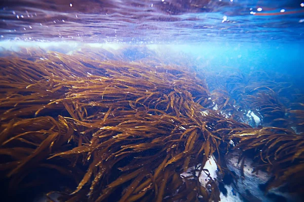 Красиві водорості на дні моря — стокове фото