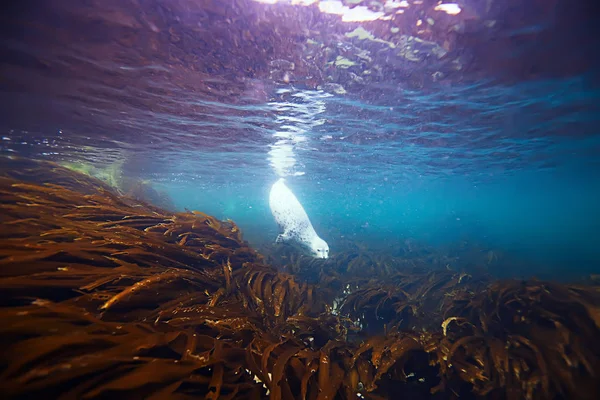 seal animal in sea water