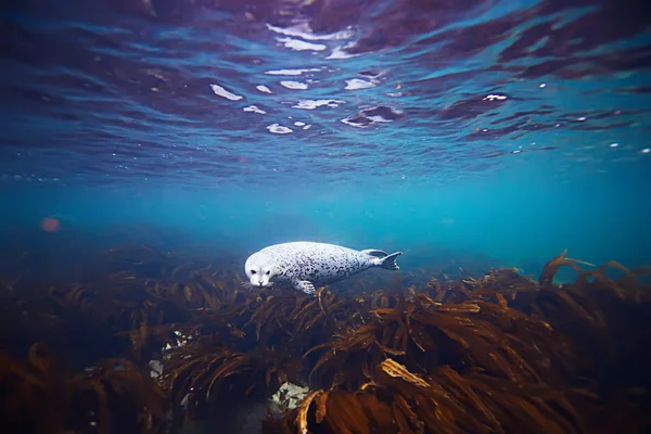 seal animal in sea water