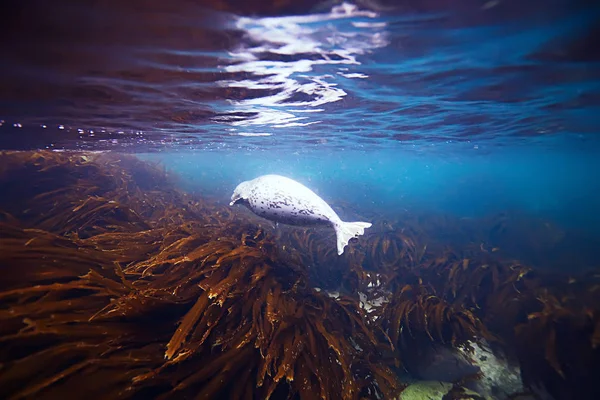 Deniz suyu hayvan mühür 