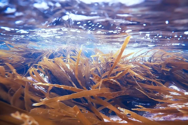 Gyönyörű laminaria alga — Stock Fotó