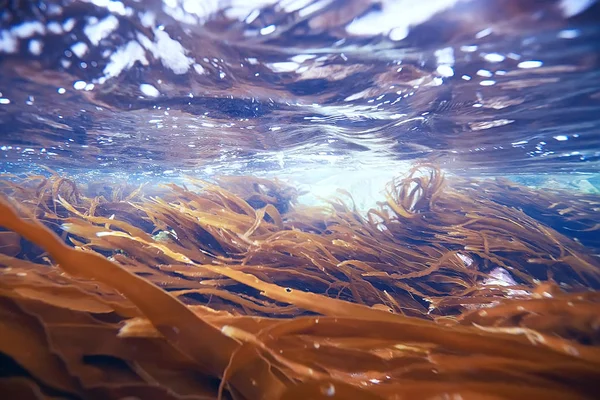 Красиві Ламінарія водоростей — стокове фото