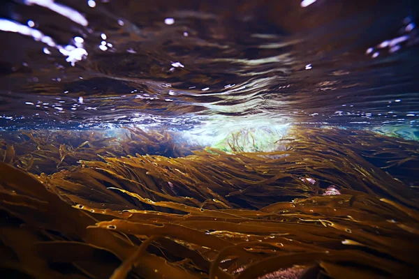 Beautiful laminaria seaweed — Stock Photo, Image