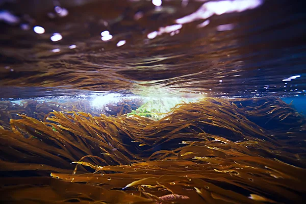 güzel laminaria deniz yosunu