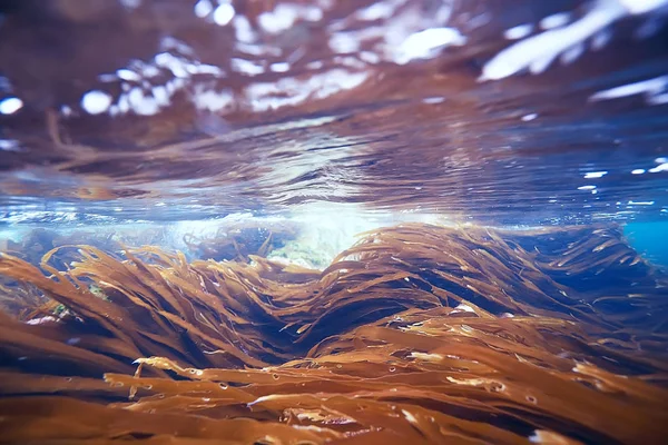 Красиві Ламінарія водоростей — стокове фото