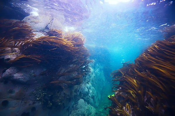 güzel laminaria deniz yosunu