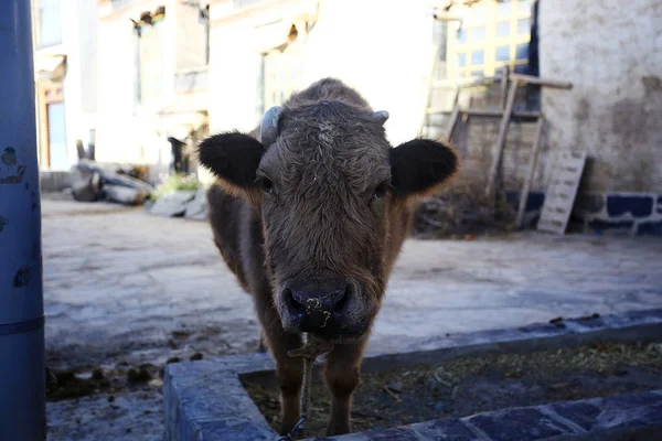 Vaca piedosa na fazenda pobre — Fotografia de Stock