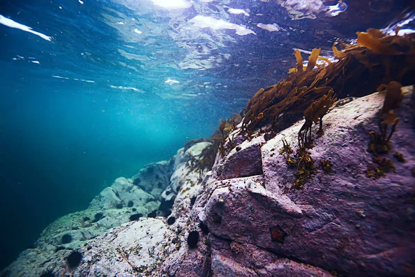 deniz altındaki güzel yosun 