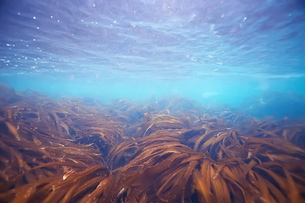 Güzel laminaria deniz yosunu — Stok fotoğraf