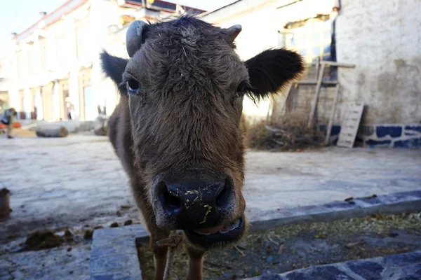 Vaca piedosa na fazenda pobre — Fotografia de Stock