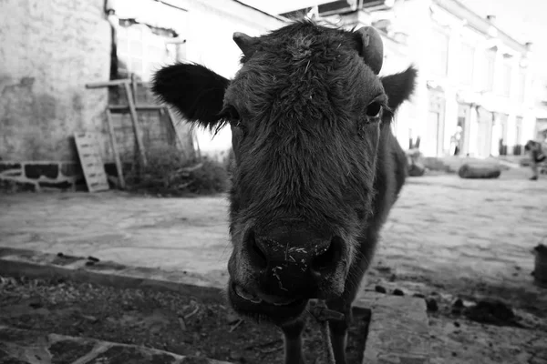 Vaca compasiva en la granja pobre — Foto de Stock