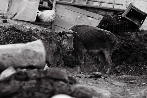가난한 농장에서 piteous 암소 — 스톡 사진
