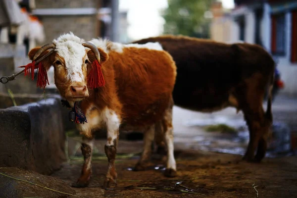 Szánalmas szegény farm tehén — Stock Fotó