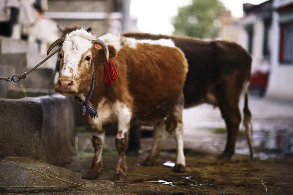 Szánalmas szegény farm tehén — Stock Fotó