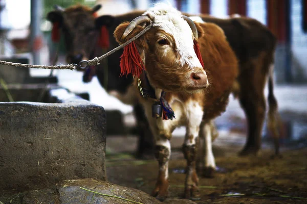 貧しい農場で哀れ牛 — ストック写真