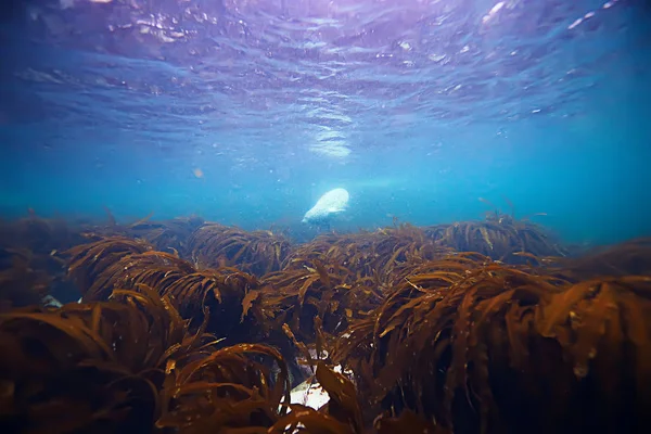 Seal animal in sea water — Stock Photo, Image