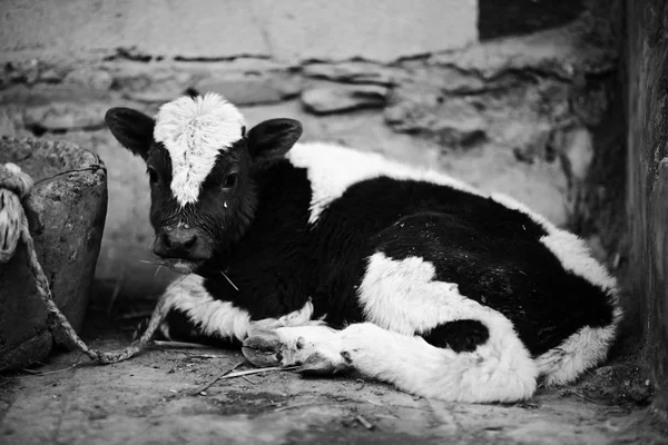 Zavallı çiftliğinde acıklı inek 