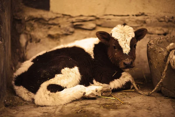 Ömkliga ko på fattiga gård — Stockfoto