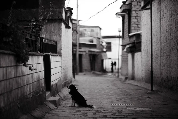 狗坐在街上 — 图库照片