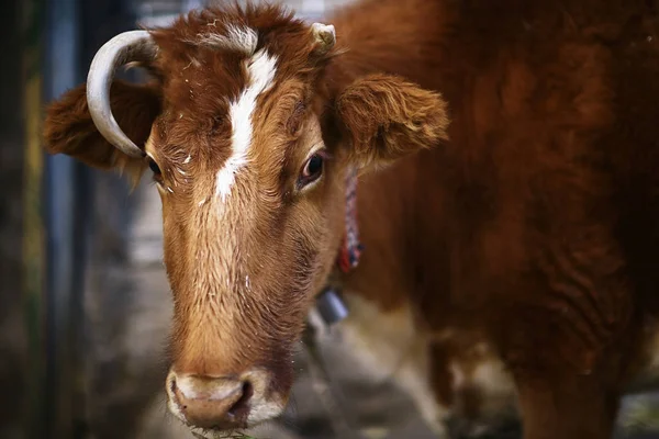 Похмура корова на бідній фермі — стокове фото
