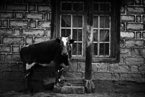 Žalostný kráva v chudých zemědělských — Stock fotografie