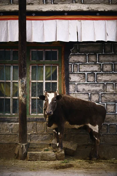 Ömkliga ko på fattiga gård — Stockfoto