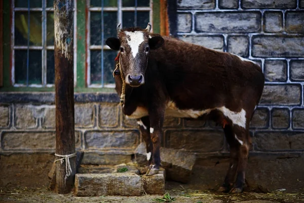 Zielige koe op armen boerderij — Stockfoto