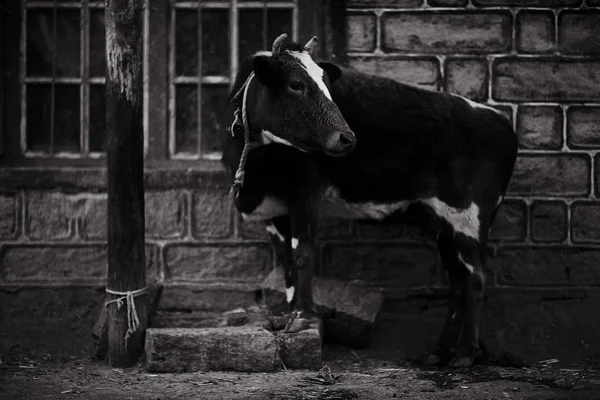 Zielige koe op armen boerderij — Stockfoto